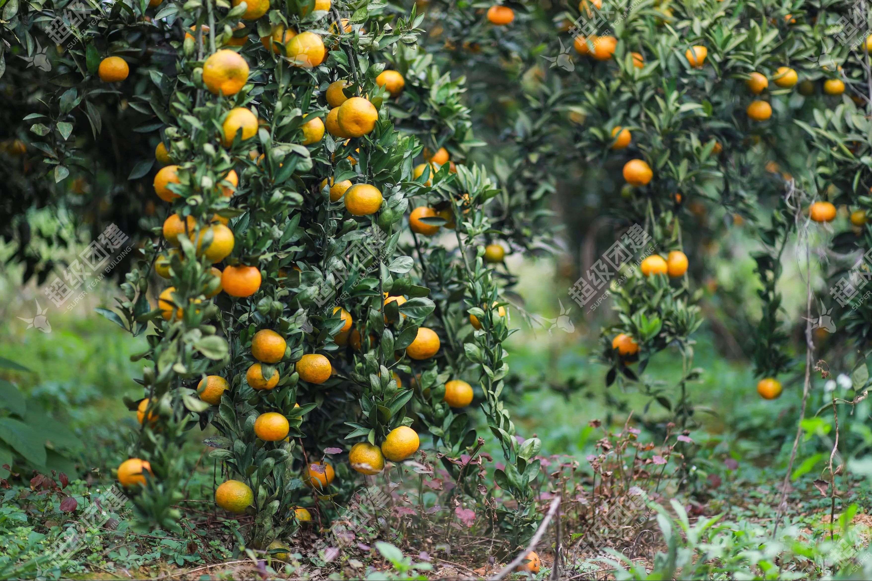 超级团建SuperTB www.tbsuper.com